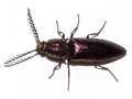 Ctenicera cuprea